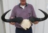 27 inches wide Blue Wildebeest Skull Plate with blackened horns - You are buying the wildebeest skull plate shown for $65.00