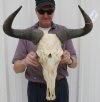 22-1/2 inches wide Blue Wildebeest Skull with a hole in the top of the skull and not whitened - You are buying the wildebeest skull and horns shown for $85.00