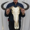 25-1/4 inches wide Blue Wildebeest Skull and Horns, Drilled Holes in Horns - You are buying the skull and horns shown for $75.00