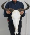 21-1/2 wide Blue Wildebeest Skull and horns - You are buying the wildebeest skull and horns shown for $90.00