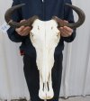 20-1/2 inches Blue Wildebeest Skull and Horns - You are buying the wildebeest skull and horns shown for $90.00