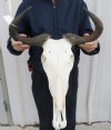 20 inches wide Blue Wildebeest Skull and Horns - You are buying the wildebeest skull and horns shown for $90.00