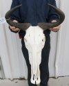 19 inches wide Blue Wildebeest Skull and Horns with small hole in side of skull - You are buying the wildebeest skull and horns shown for $90.00
