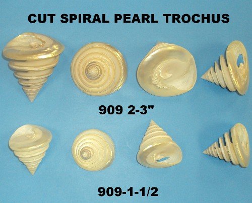 Pearlized Spiral Cut Trochus Shells