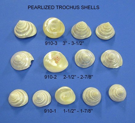 Pearlized Trochus Top Shells