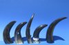 5 Polished Buffalo Horns, 12  to 16-1/2  inches around the curl - You are buying the 5 polished horns shown for $6.00 each
