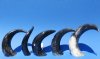 5 Polished Buffalo Horns, 12 to 15 inches measured around the curl - You are buying the polished buffalo horns pictured for $6.00 each