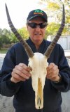 12-1/4 inches Blesbok Horns and Skull #2 Quality with damaged nose bridge - You are buying the blesbok skull and horns shown for $34.00
