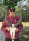 33 & 35 inches Kudu Horns on Kudu Skull with big split on one horn, -You are buying the kudu skull and horns shown for $100.00