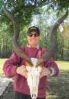 32-1/2 inches Kudu Horns on Kudu Skull, -You are buying the kudu skull and horns shown for $100.00