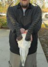 9 inches Springbok Horns and Skull - You are buying the springbok skull and horns shown for $40.00