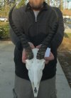 10 inches Springbok Horns and Skull - You are buying the springbok skull and horns shown for $40.00