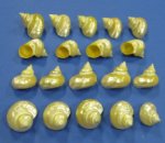Wholesale Pearlized Goldmouth turban Turbo Shells  for hermit crabs 1-1/2"- 2 inch - 50 pieces @ .30 each; 300 @ .27 eaach
