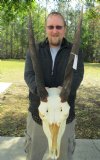 23 inches Eland Horns and Skull with a damaged nose bridge- You are buying the eland skull and horns shown for $125.00