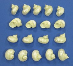 Wholesale Pearl Silver mouth turban shells 1-1/2" to 2" - 25 pcs @ $.55 each; 200 pcs @ $.49 each