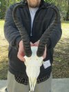 12 inches Springbok Horns on damaged springbok skull has no teeth & side and back of skull is cracked #2 Quality - You are buying the skull and horns shown for $30.00