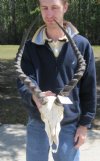 Impala Skull with 19" Horns, #2 Quality with putty and glue - You are buying the impala skull and horns shown for $44.00