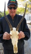 12-1/2 inches Blesbok Horns and Skull #2 quality with slightly damaged nose bridge - You are buying the blesbok skull and horns shown for $38.00