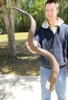 48 inch kudu horn (#2 Quality) to make a shofar - You are buying the kudu horn shown for $70.00