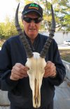 12-1/2 inches Blesbok horns and Skull #2 quality with damaged nose bridge - You are buying the skull and horns shown for $36.00