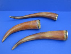 Wholesale Burnt colored Cattle/Cow Horn with brass trim - 14 inches to 18 inches - 2 pcs @ $9.50 each; 12 pcs @ $8.50each