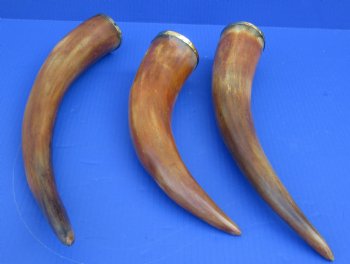 Wholesale Burnt colored Cattle/Cow Horn with brass trim - 14 inches to 18 inches - 2 pcs @ $9.50 each; 12 pcs @ $8.50each