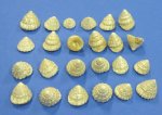 Wholesale Pearlized Top Shells 1 inch Bulk white seashells packed 100 pieces @ .08 each; 500 @ .072 each