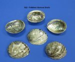 Polished  Abalone Shells