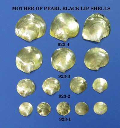 Mother of Pearl Black Lip Shells