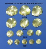 Mother of Pearl Black Lip Shells