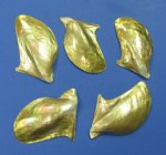 Wholesale Polished Mother of Pearl Brown Lip Shells 7 to 8 inches Measured Diagonally  - Packed: 3 pieces @ $2.80 each; 15 pieces (5 packs) @ $2.52 each