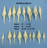 Wholesale White Spindle Snail Seashells 5 to 7  inches Packed 25 pieces @ .65 each; 100 (4 packs) @ .585  ea