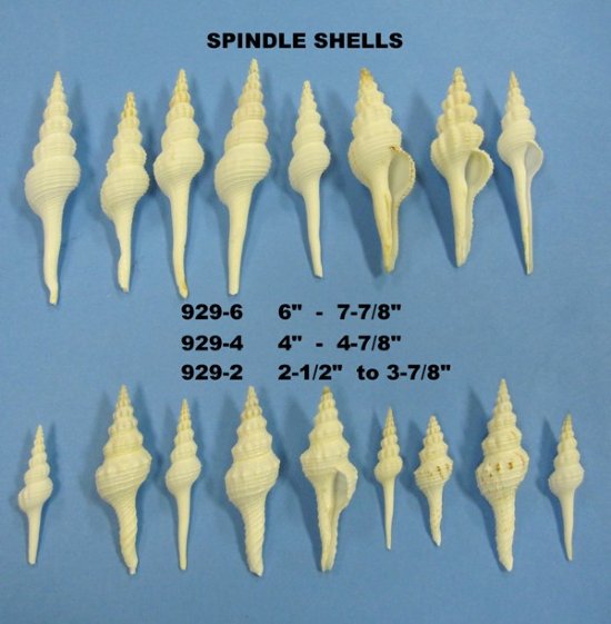 Spindle Shells - Fasciolariidae 