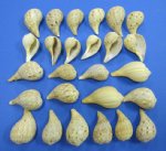 Wholesale Fig Shells 1-1/2" - 3" (Regular .14 each)<font color=red> **Sale**</font>100 @ .10 each; 