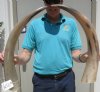 2 Polished Water Buffalo Horns, 24 and 24-1/2" measured around the curve - You are buying the 2 polished horns shown for $16.50 ea