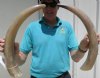 2 Polished Buffalo Horns, with worn down tips,  20-1/2 and 21 inches, measured around the curve - You are buying the 2 polished horns shown for $16.50 each