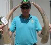 2 Polished Water Buffalo Horns 21 and 21-1/2 inches, measured around the curve - You are buying the 2 buffalo horns pictured for $16.50 each
