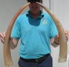 2 Polished Water Buffalo Horns 21-1/2 inches measured around the curve - You are buying the 2 horns shown for $16.50 each 