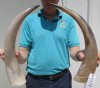2 Polished Buffalo Horns 20 and 22 inches around the curve - You are buying the polished horns shown for $16.50 each