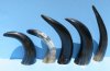 5 Polished Buffalo Horns 12" to 15" measured around the curve - You are buying the 5 polished horns shown for $6.00 each