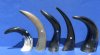 5 Polished Buffalo Horns 12" to 15" around the curve of the horns - You are buying the 5 pictured for $6.00 each
