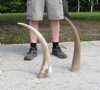 Two Polished Water Buffalo Horns 25-1/2" and 24" - You are buying the two horns shown for $16.50 each