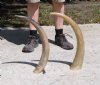 Two Polished Water Buffalo Horns 24 inches long - You are buying the two horns shown for $16.50 each