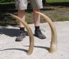 Two Polished Water Buffalo Horns 25" - You are buying the two horns shown for $16.50 each