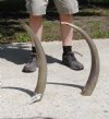 Two Polished Water Buffalo Horns 23" and 24" - You are buying the two horns shown for $16.50 each