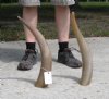 Two Polished Water Buffalo Horns 21" and 21-1/2" You are buying the two horns shown for $16.50 each.