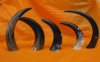 Five Polished Buffalo Horns 12 inches to 18 inches measured around the curve - You are buying the 5 polished horns shown for $6.00 each