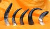Five Polished Buffalo Horns 12 inches to 17 inches measured around the curve - You are buying the 5 polished horns shown for $6.00 each