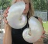 6-1/2 inch and 6-3/4 inch Pearl Nautilus Shells, White Nautiilus Shells - You are buying the 2 nautilus shown for $15.00 each