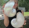 6-1/2 inch and 6-1/4 inch Pearl Nautilus Shells, White Nautiilus Shells - You are buying the 2 nautilus shown for $15.00 each